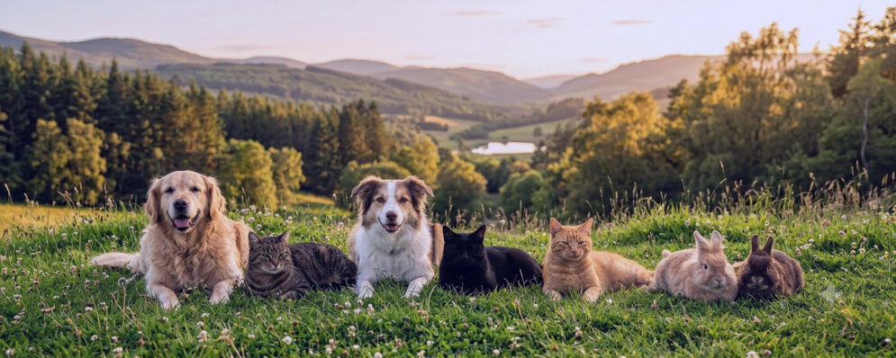 Missing Pets Perth & Kinross